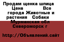 Продам щенка шпица.  › Цена ­ 15 000 - Все города Животные и растения » Собаки   . Мурманская обл.,Североморск г.